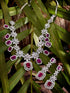 White Rhodium Plated Red AD studded Necklace Earrings Jewellery Set