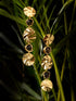 GoldenToned & Brown Contemporary Hoop Earrings