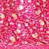 Women's Aari Embroidered Wool Shawl