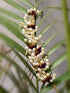 GolD Toned Red & White Pearl Beaded Tiara for Girls & Women