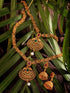 Gold Plated Grand South Indian Imitation Bridal combo Temple Jewellery Set