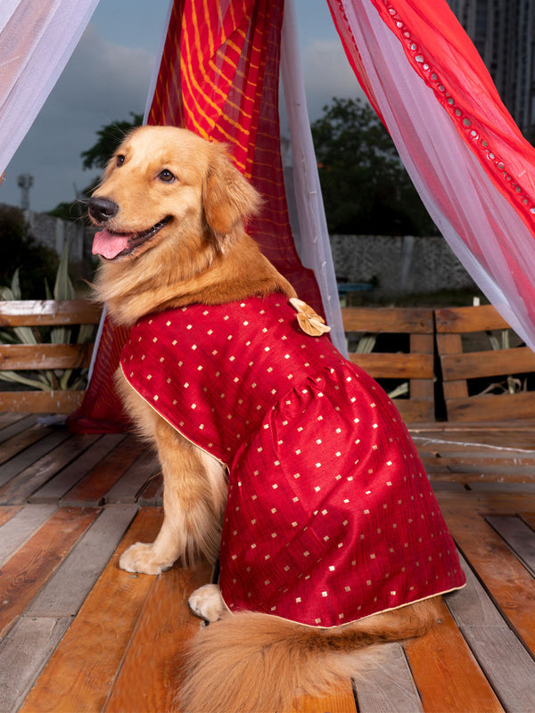 Dogs' Maroon And Gold Silk Blend Dress