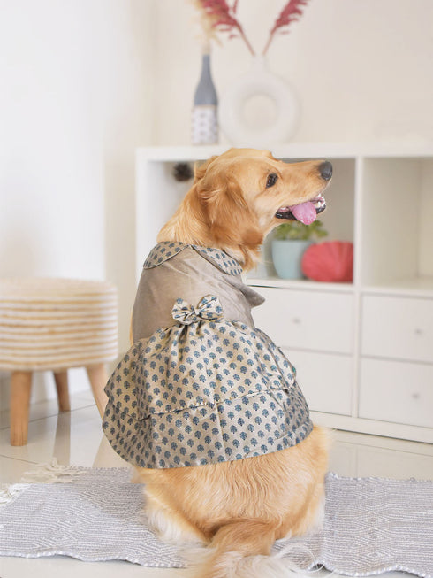 Dogs' Chiku Printed Flared Frock With Attached Bow